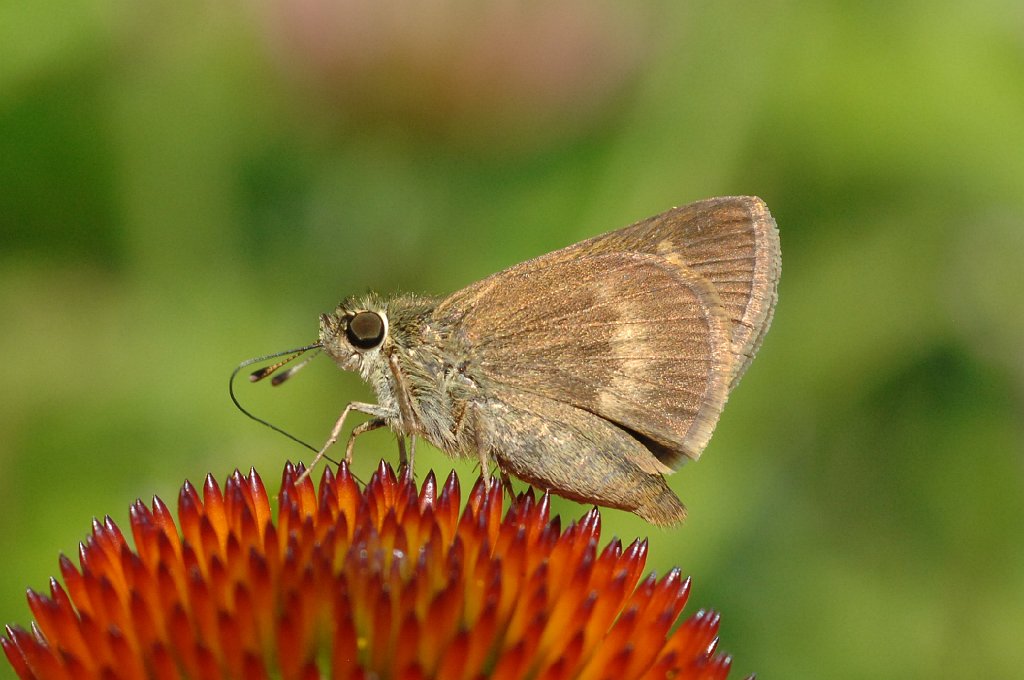 104 2011-07112576 Broad Meadow Brook Wildlife Sanctuary, MA.JPG - Little Glassywing Skipper (Pompeius verna). Broad Meadow Brook Wildlife Sanctuary, MA, 7-11-2011